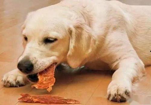 带你吃瓜搞笑狗狗视频