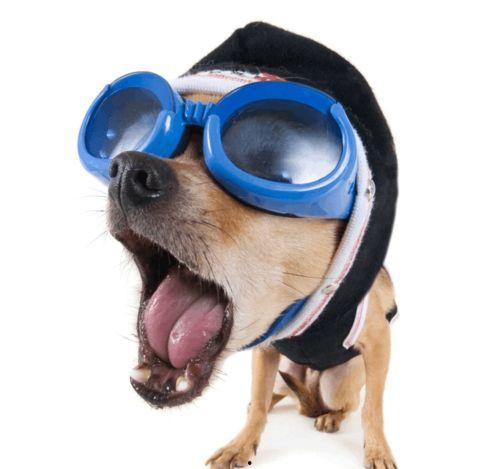 带你吃瓜搞笑狗狗视频