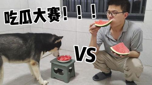 二哈搞笑视频带你吃瓜,带你笑出“吃瓜”境界