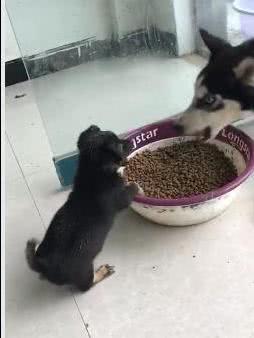 二哈搞笑视频带你吃瓜,带你笑出“吃瓜”境界