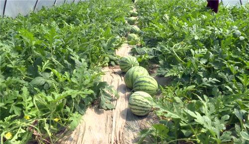 大理最新吃瓜事件视频,视频揭秘惊人真相