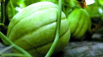 广西行健吃瓜视频链接,揭秘网红美食背后的故事