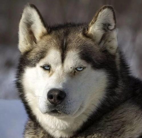 二哈吃瓜群众摸头视频,网友纷纷摸头点赞