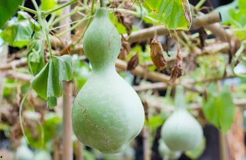 看吃葫芦瓜的视频教程