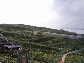 羊山吃瓜事件视频,一场引发热议的网络狂欢