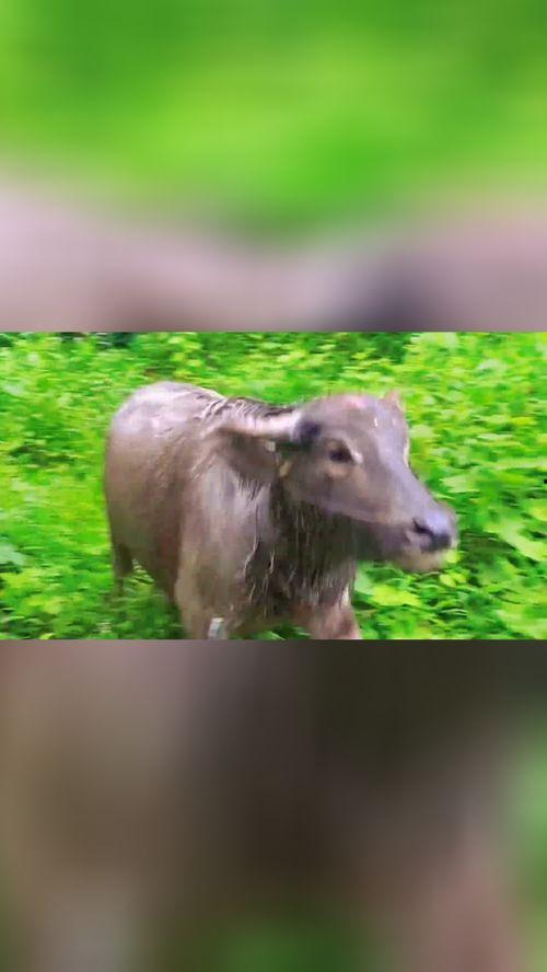 牛可以吃土瓜吗视频教程,揭秘土瓜成为牛儿新宠的奥秘