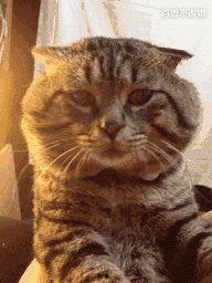 大脸猫吃瓜视频,揭秘娱乐圈幕后故事