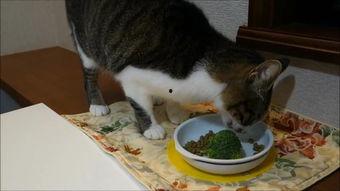 大脸猫吃瓜视频,揭秘娱乐圈幕后故事