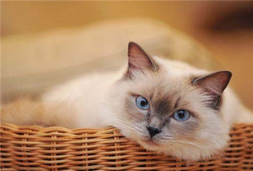 大脸猫吃瓜视频,揭秘娱乐圈幕后故事