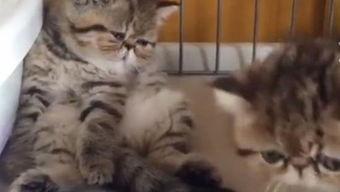 懒猫吃瓜酱小视频大全