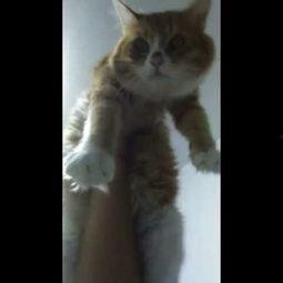 懒猫吃瓜酱小视频大全