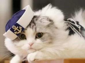 懒猫吃瓜酱小视频大全