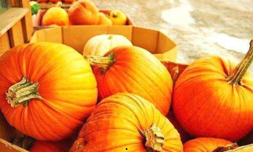 小呆瓜吃南瓜视频,趣味横生的南瓜美食之旅