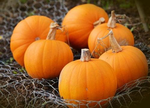 小呆瓜吃南瓜视频,趣味横生的南瓜美食之旅