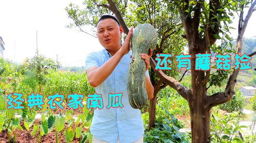 四川农村吃瓜事件视频,一场引发热议的乡村奇观