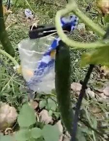 长垣市吃瓜事件视频,一场引发热议的网络视频风波