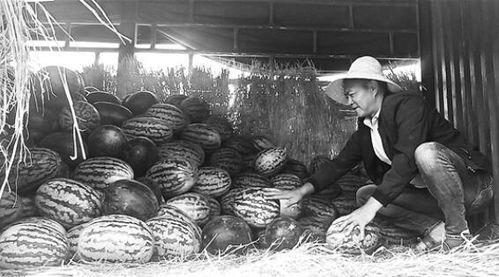 泗洪吃瓜群众事件视频,一场网络舆论的风暴与反思