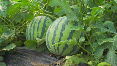 安徽临颍吃瓜视频,一场吃瓜视频引发的全民热议