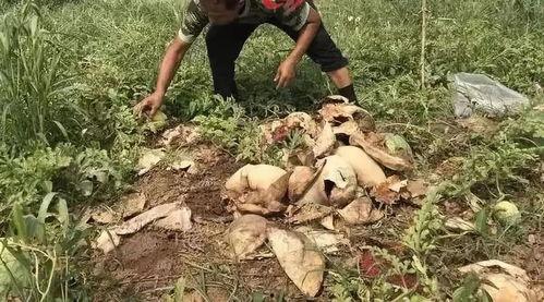 梁山吃瓜最新事件视频,最新事件视频揭秘真相