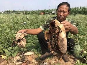 梁山吃瓜最新事件视频,最新事件视频揭秘真相