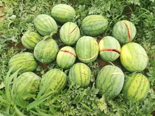 吃瓜烂嘴视频素材,视频素材趣味横生