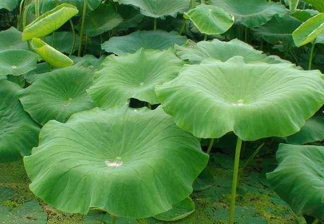 荷叶吃瓜原视频,揭秘夏日消暑美食背后的趣味故事