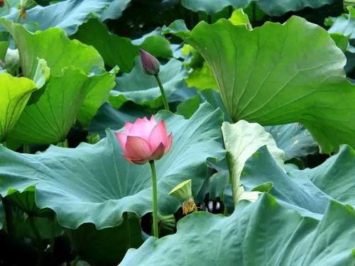 荷叶吃瓜原视频,揭秘夏日消暑美食背后的趣味故事