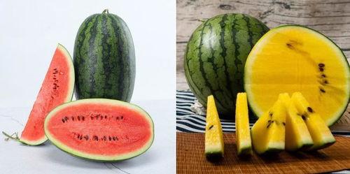 自由吃瓜基地wz视频,一场视觉盛宴的狂欢