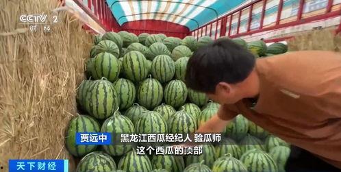 自由吃瓜基地wz视频,一场视觉盛宴的狂欢