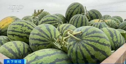 自由吃瓜基地wz视频,一场视觉盛宴的狂欢