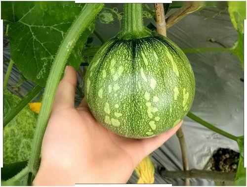 广西贵州吃瓜视频,吃瓜视频里的风味盛宴