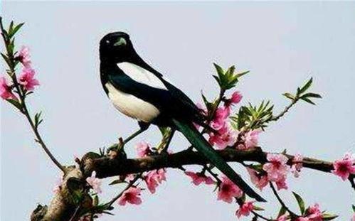 喜鹊偷瓜吃怎么办视频