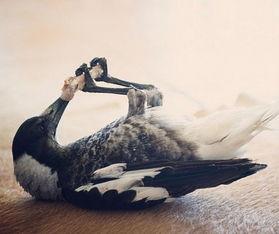 喜鹊偷瓜吃怎么办视频