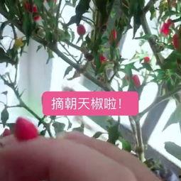 吃瓜掉叶子的视频,吃瓜掉叶子，揭秘神奇现象背后的秘密