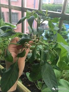 吃瓜掉叶子的视频,吃瓜掉叶子，揭秘神奇现象背后的秘密