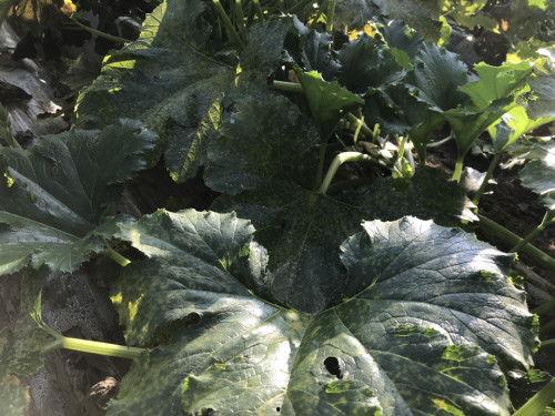 吃瓜掉叶子的视频,吃瓜掉叶子，揭秘神奇现象背后的秘密