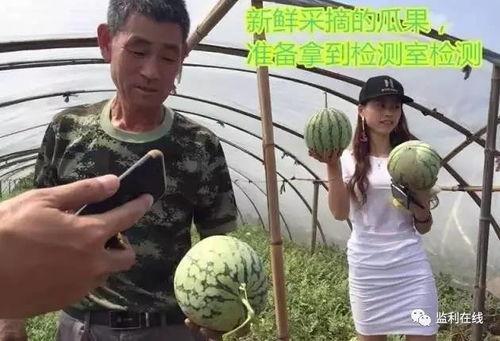 河南农民吃瓜视频播放,瓜田乐趣引网友热议