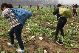 河南农民吃瓜视频播放,瓜田乐趣引网友热议