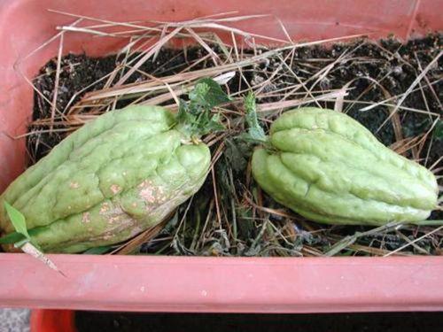 老人可以吃酸角瓜吗视频,适合老年人的健康美味选择