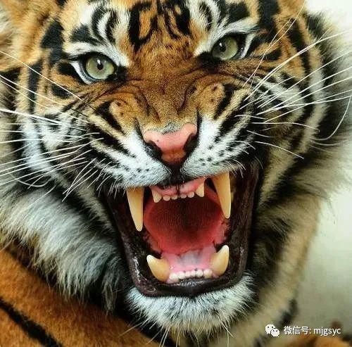 马虎虎吃瓜视频大全下载,趣味横生的搞笑瞬间大盘点