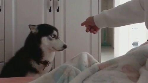 吃瓜群众铲屎官视频大全