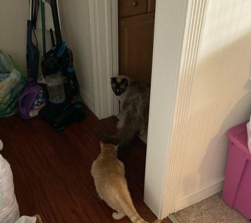 吃瓜群众铲屎官视频大全