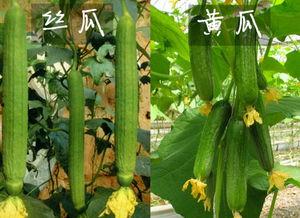 有棱丝瓜小瓜可以吃吗视频,可食用之谜