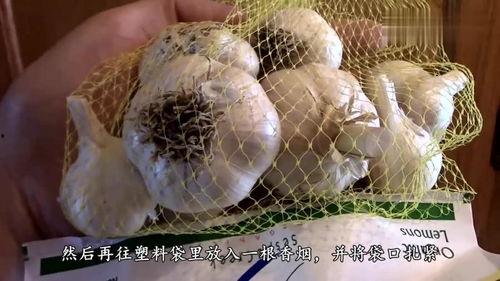 吊瓜能和蒜一起吃吗视频,揭秘能否同食之谜