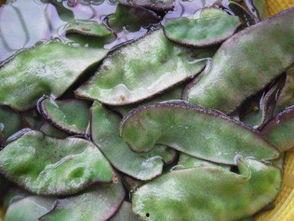 吊瓜能和蒜一起吃吗视频,揭秘能否同食之谜