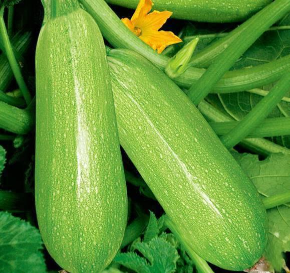 网红吃长蒲瓜的视频,口感奇特引网友热议！