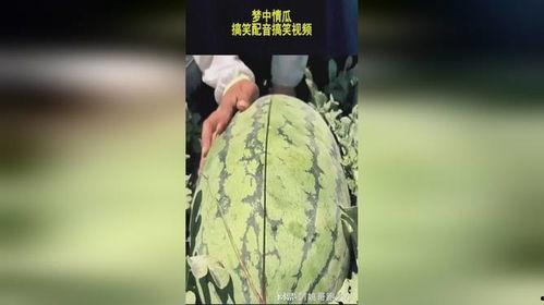 吃瓜本瓜搞笑视频大全,笑料横生！吃瓜本瓜搞笑视频大盘点