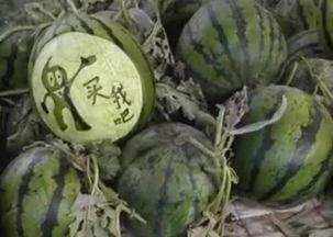 大洋瓜怎么吃最好吃视频,视频教你如何吃出最佳口感