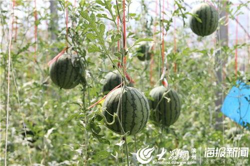 焦作网红吃瓜事件视频