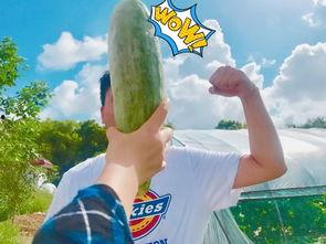 七夕网红吃瓜视频大全,盘点年度最热视频大盘点